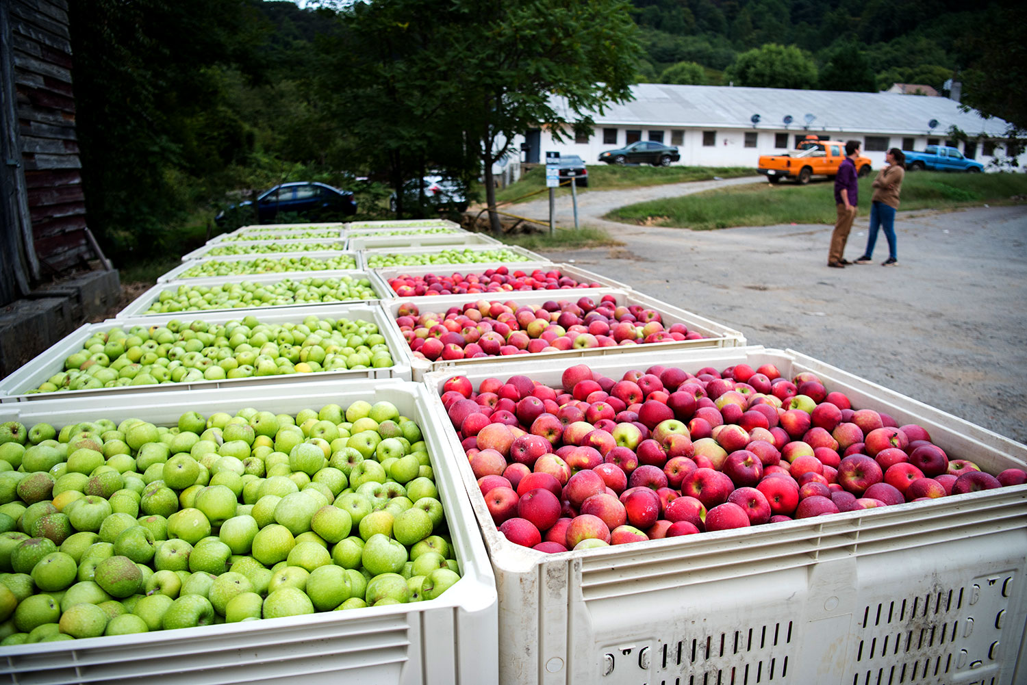 The apple harvest season annually brings scores of seasonal agricultural workers to Central Virginia. (Photo by Jesús Pino)