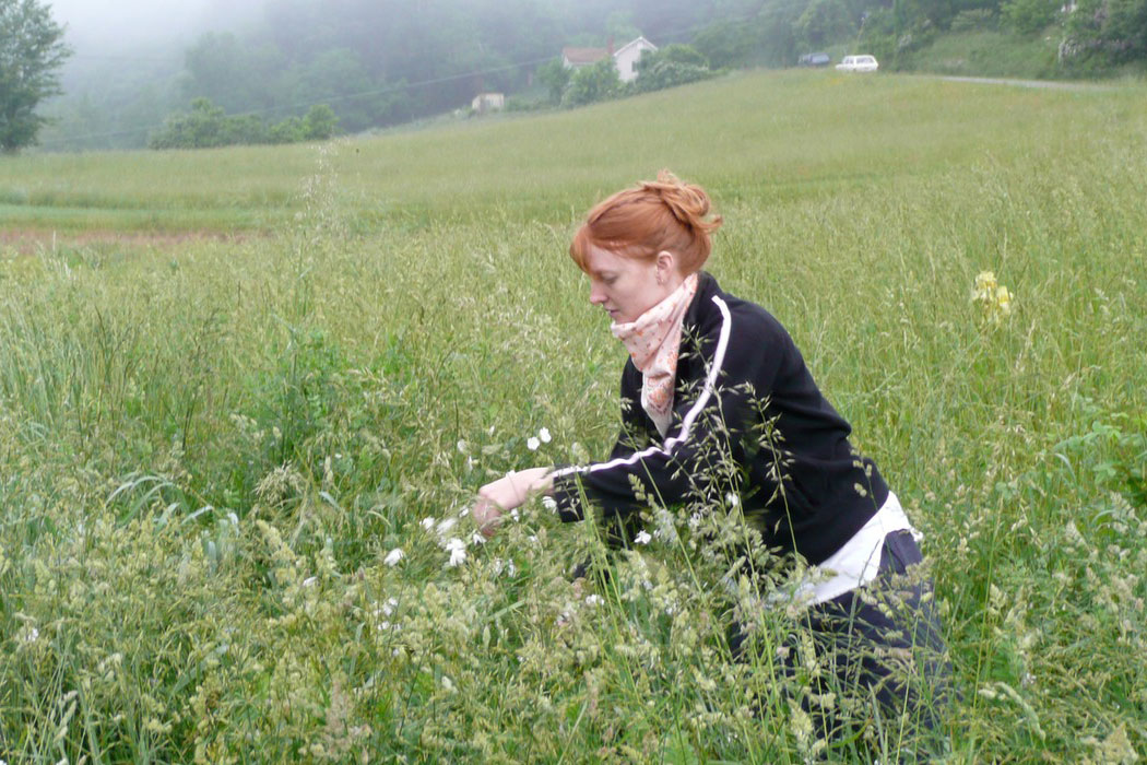 Jessie Abbate, a former student of Antonovics, collects samples during census work at Mountain Lake Biological Station.