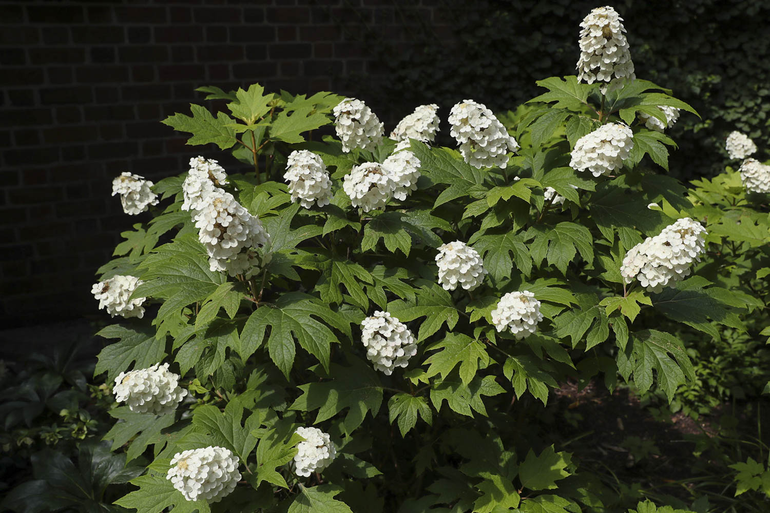 Oakleaf Hydrangea with white flowers