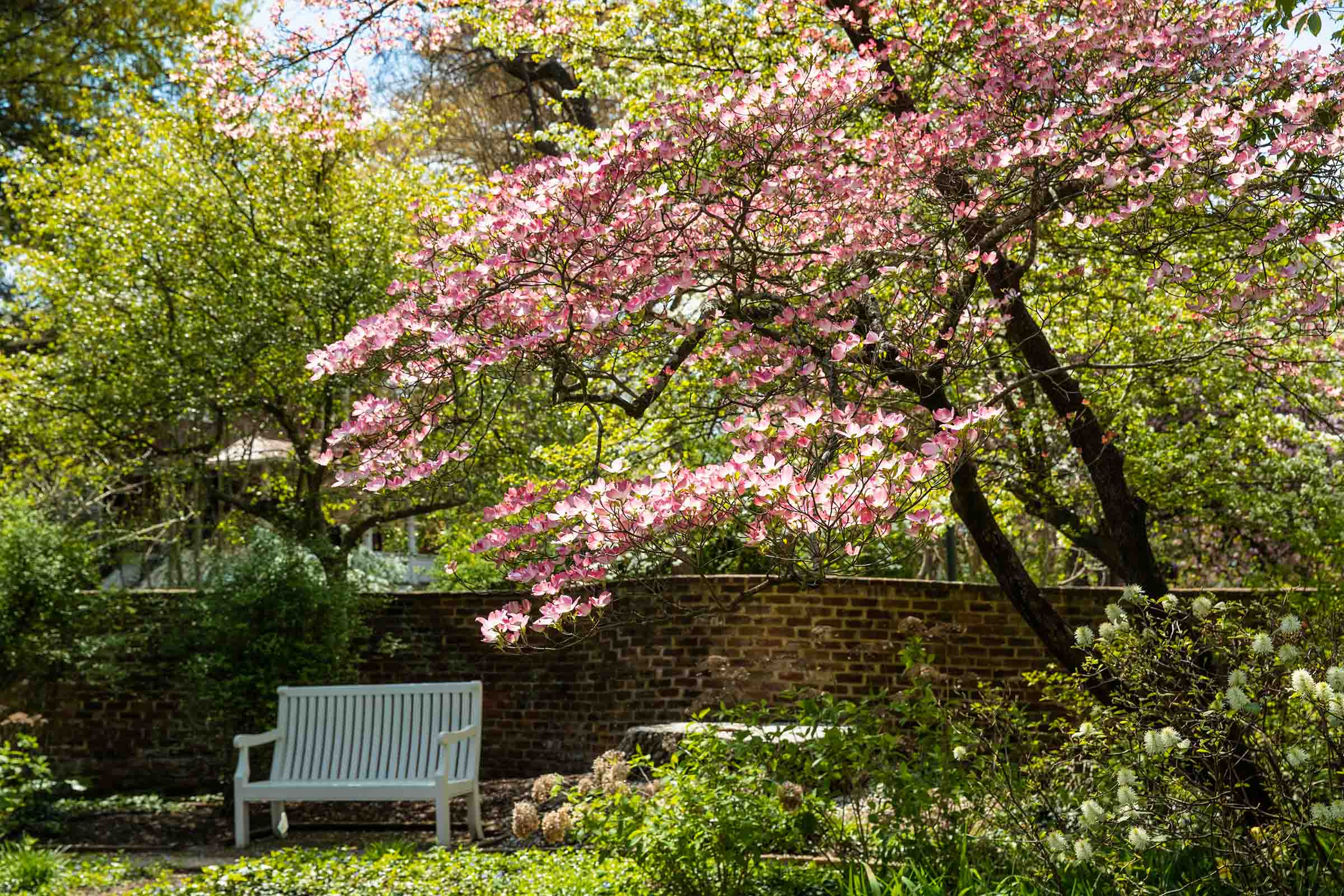Tree with pink blooms standing over a white bench