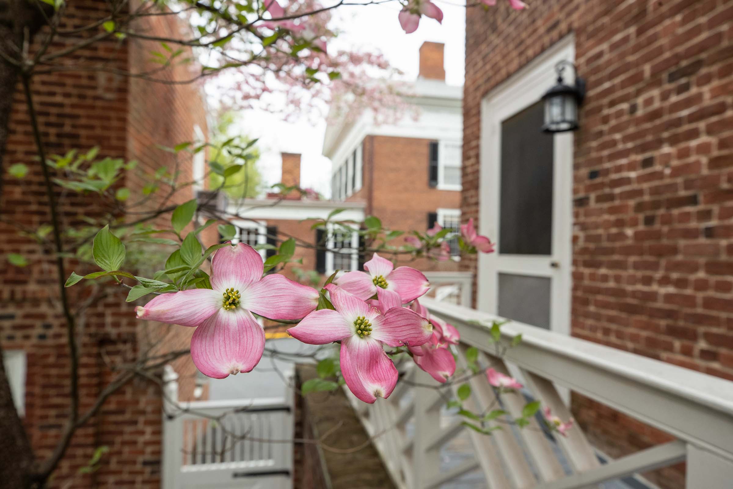 Pink tree blooms on the tree next to a white railing