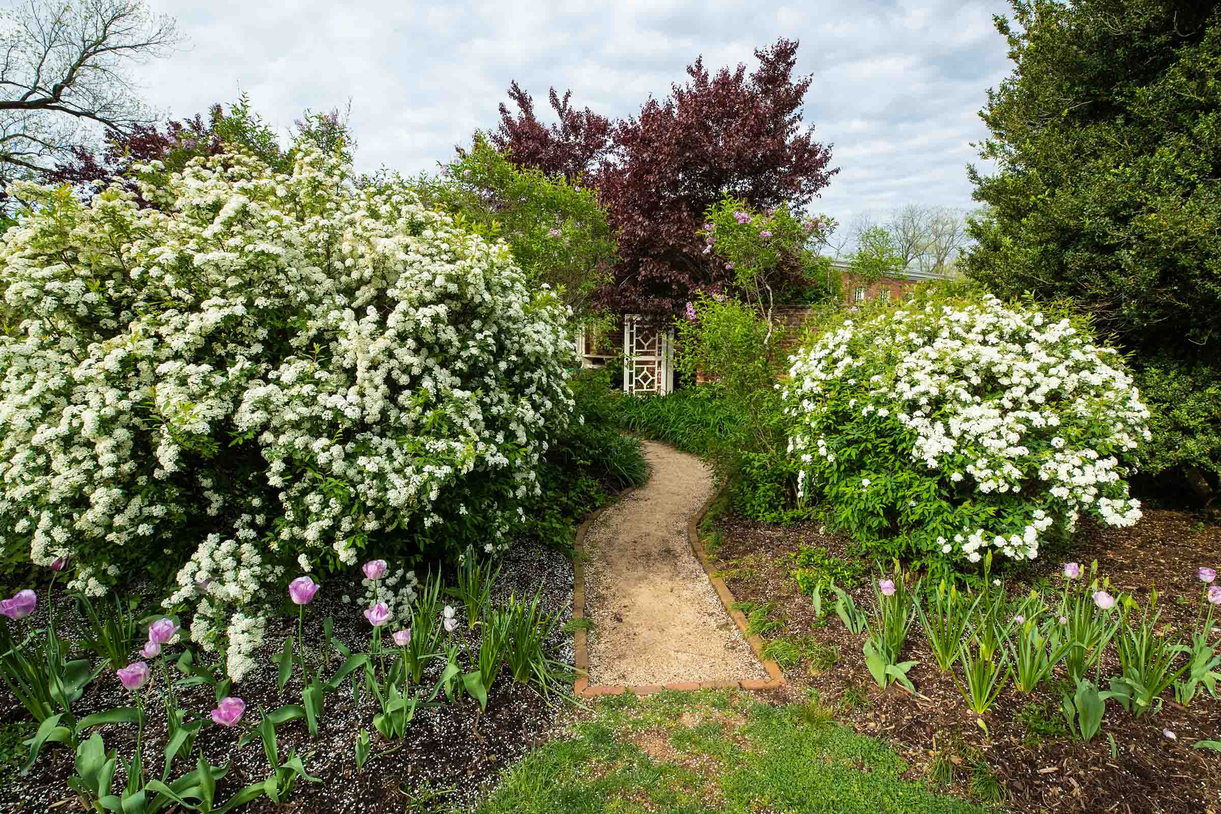 Pea rock pathway surrounded by flowering trees and bushes