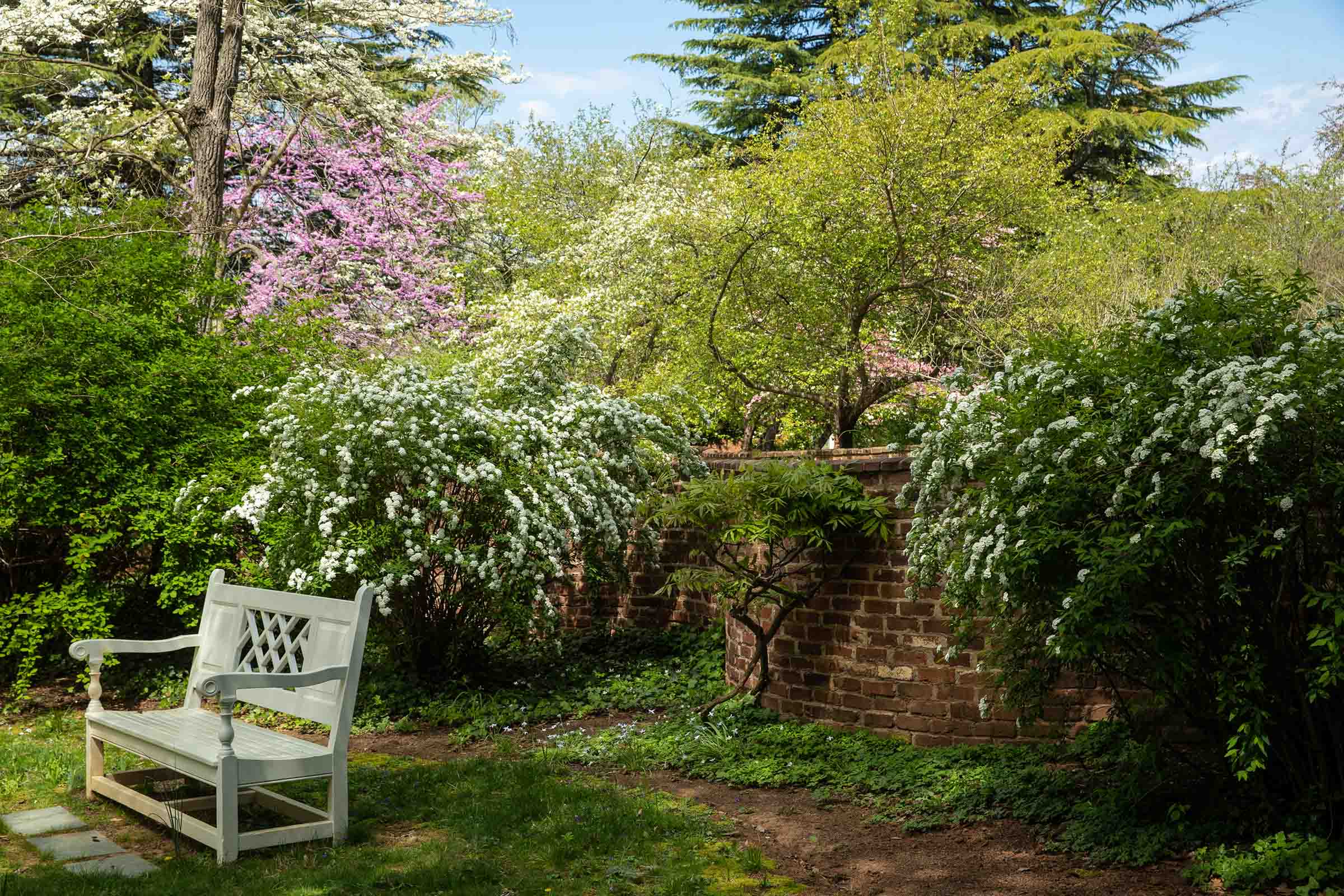Grey bench backdropped with flowering trees