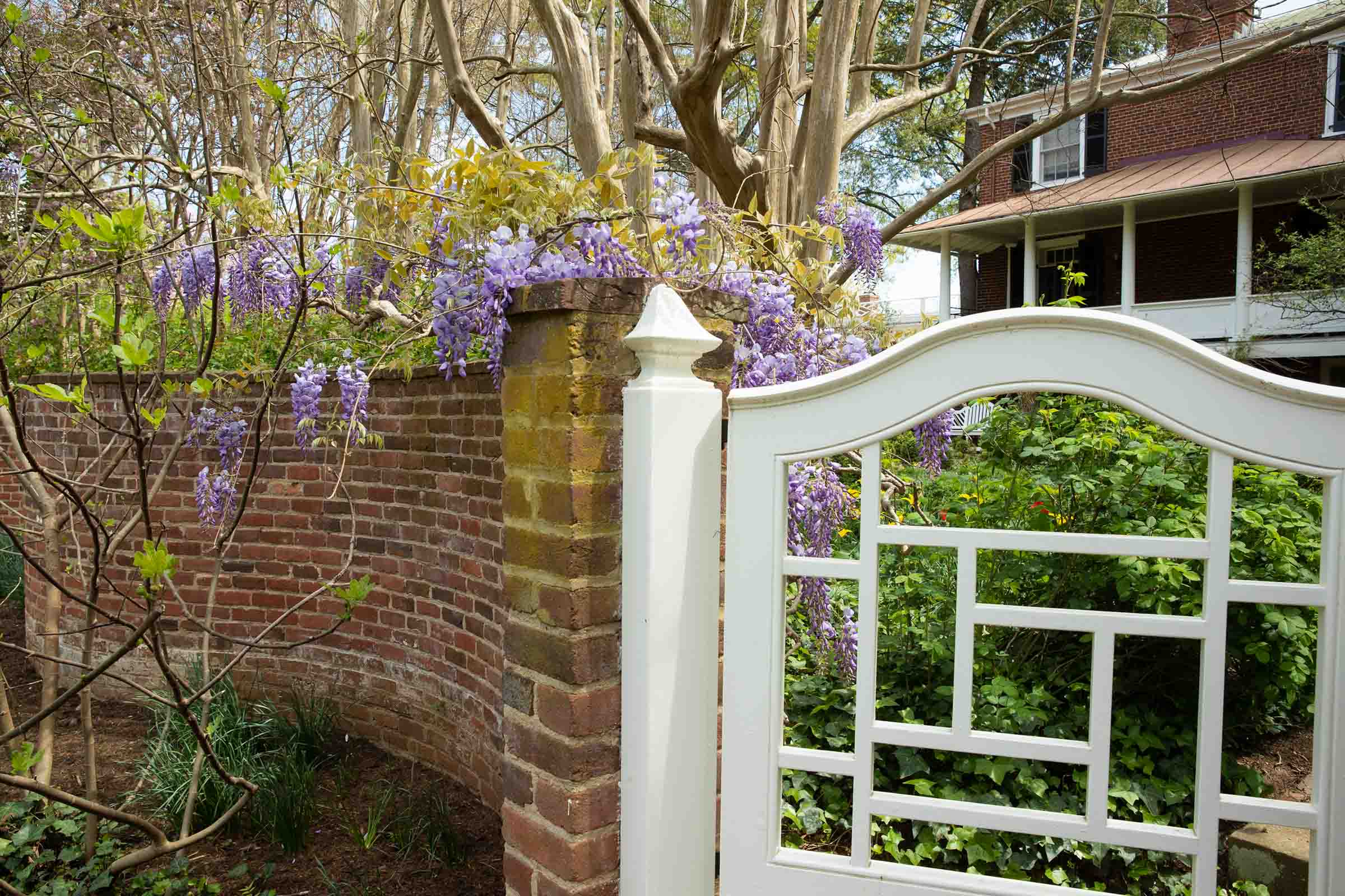 purple flowers on a brick wall at a bright white gate