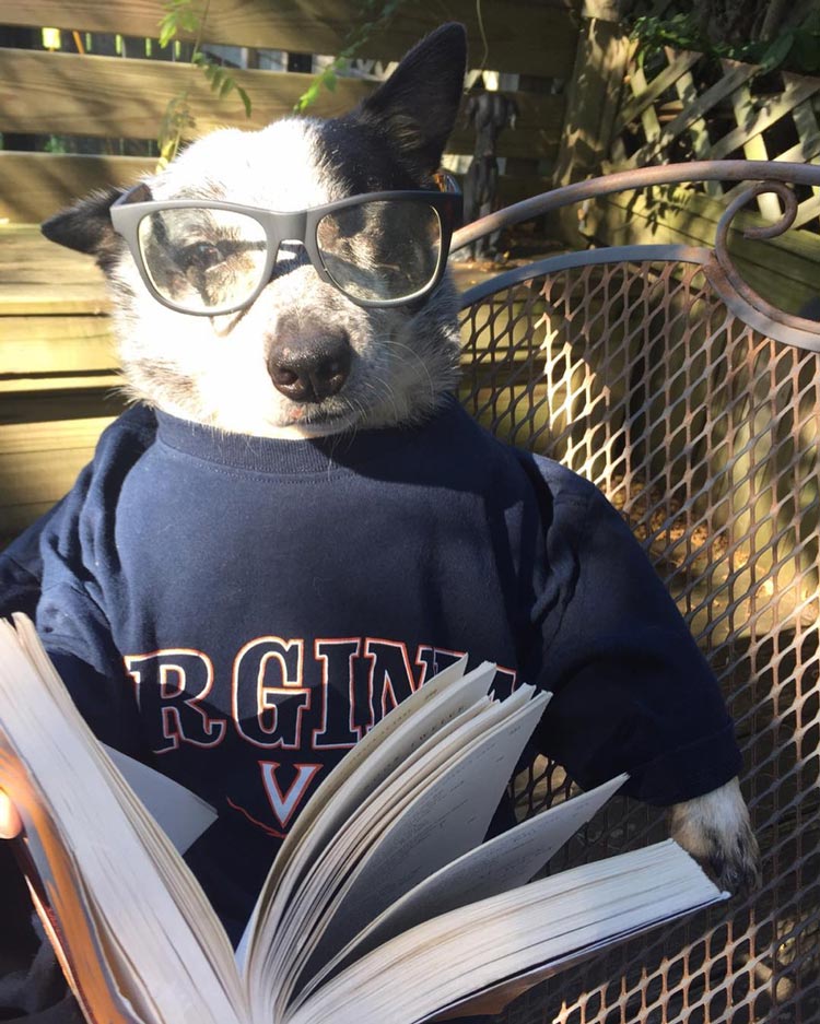 Donut wearing glasses reading a book in a UVA Sweatshirt