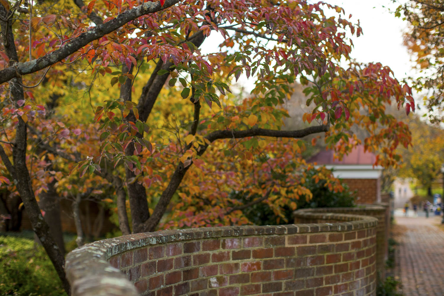 Serpentine wall with trees turning red, yellow, and orange