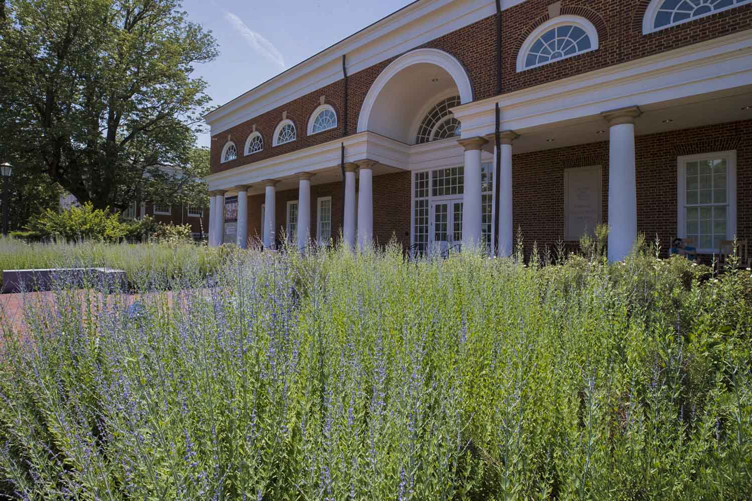 Russian sage outside of a UVA building