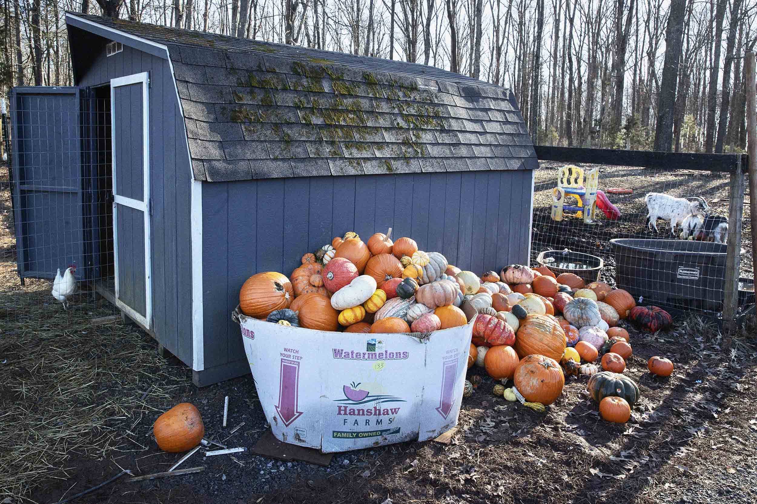 Stack of pumpkins next to a shed and animal pen