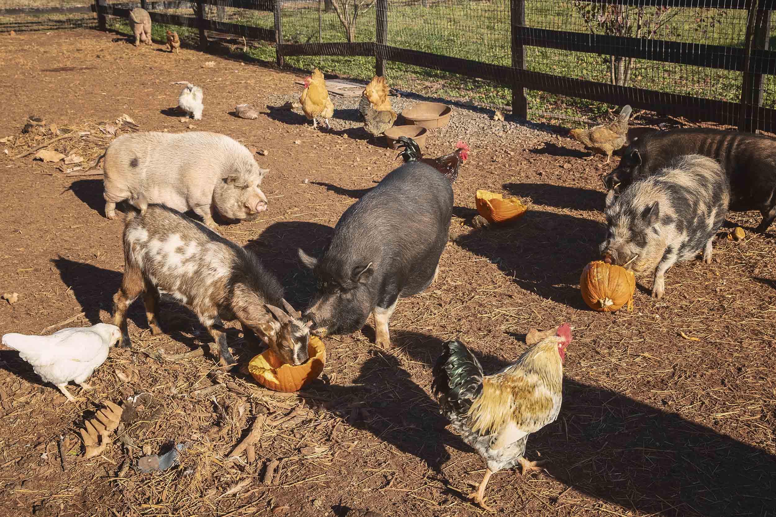 chickens, pigs, and goats eating pumpkins in pens