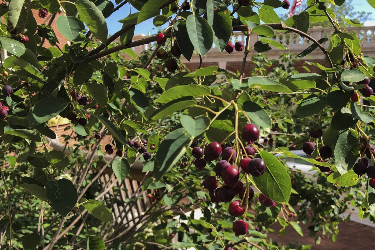 Shadbush with small round berries