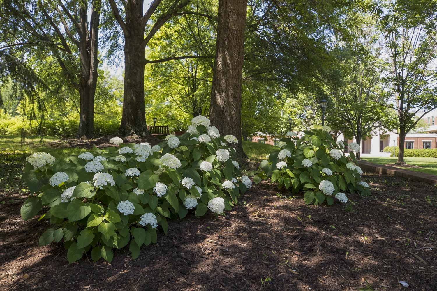 Smooth Hydrangea with white blooms