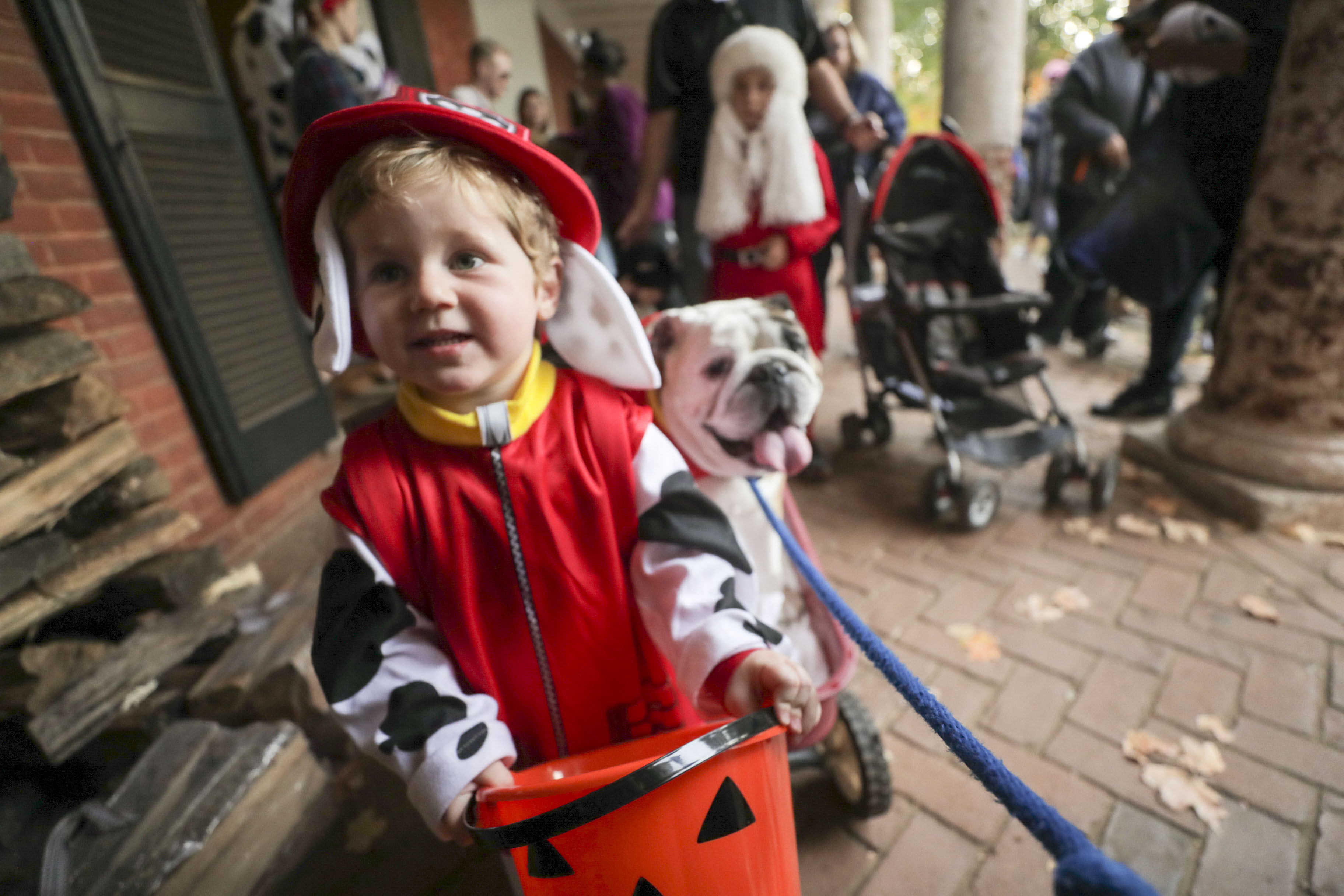Little kid dressed up as a Dalmatian trick or treating 