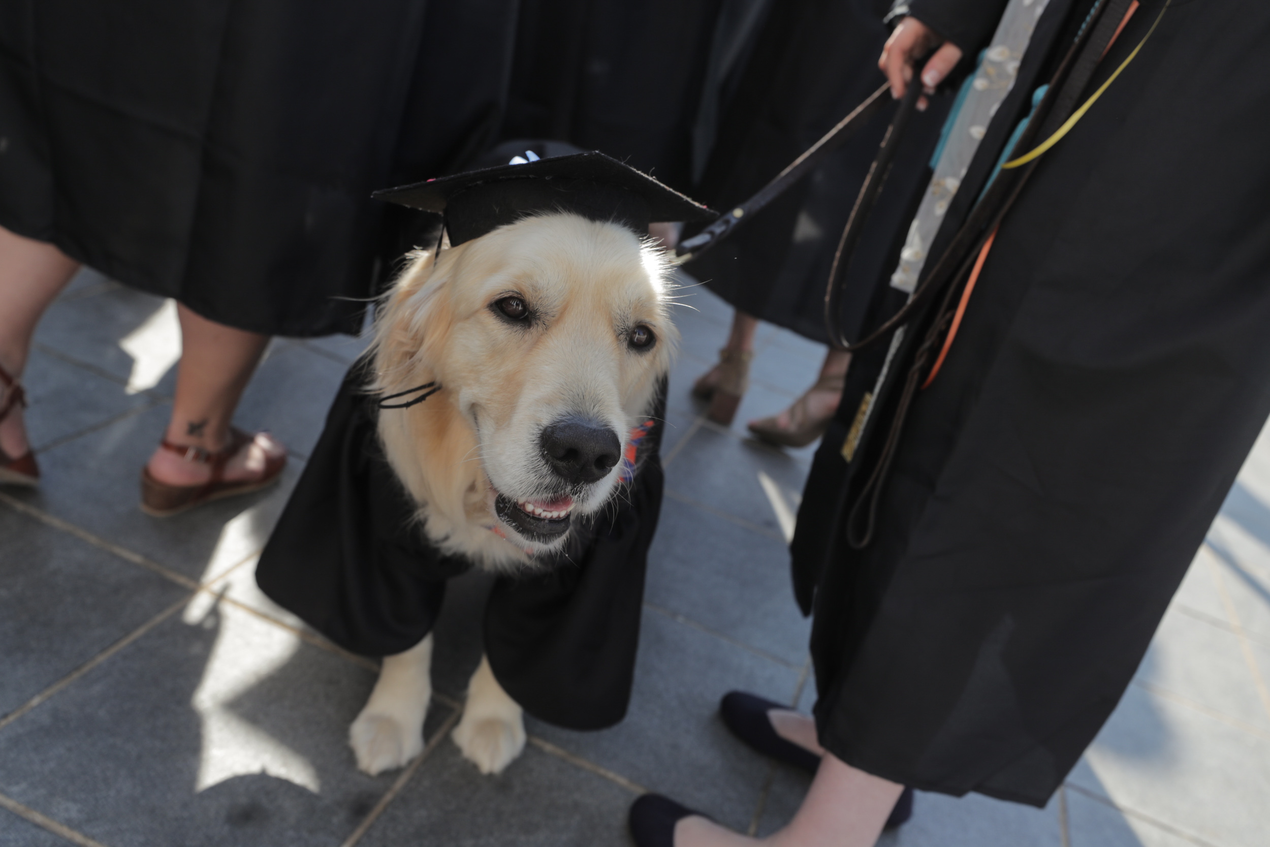 Dog in graduation cap and gown