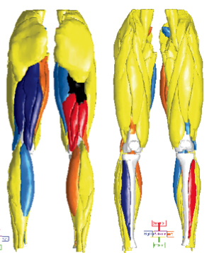 Software that has the human legs in various colors based on muscle groups