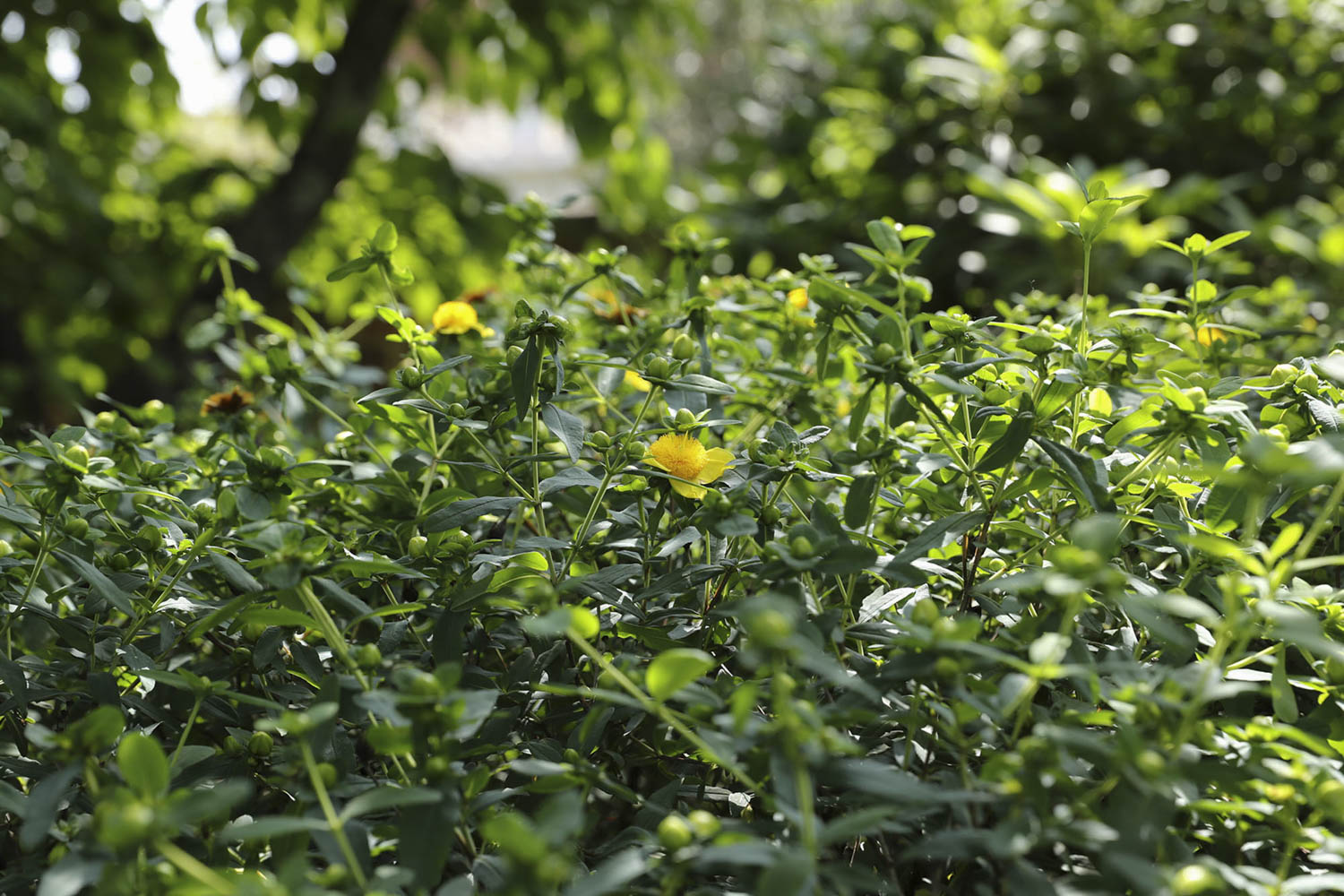 St. Johns Wart plant with green leaves