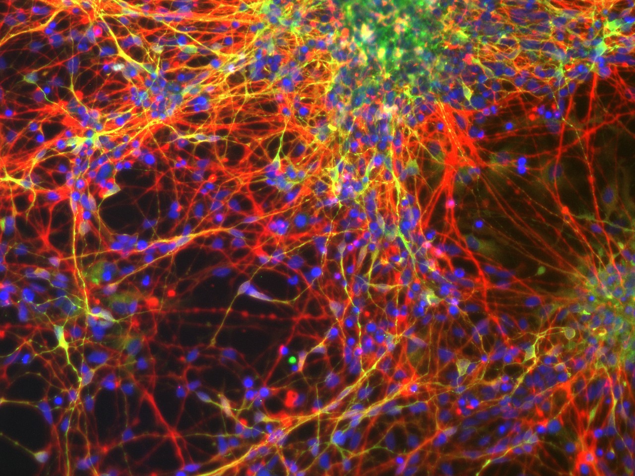 Multicored Human stem cells