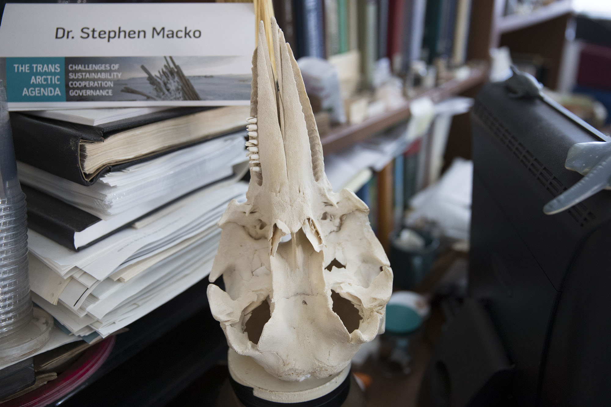 Scattered about Macko’s office are fossils, bones, skulls, shells and more. Each has a story.