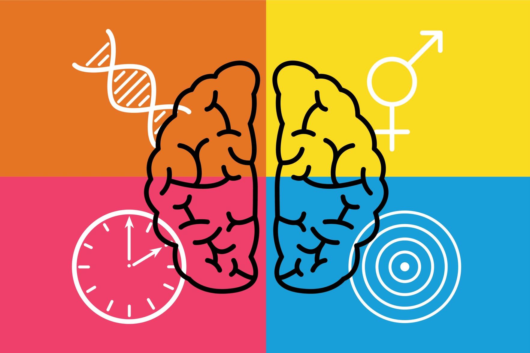 Illustration of a brain dived in four equal parts.  Top right is orange with a dna helix coming out of it Top right: yellow with gender sign coming out of it bottom left: pink with a clock coming out of it bottom right: Blue with a Bullseye coming out of it