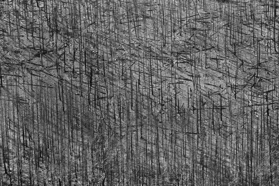 Gray photo of destroyed trees