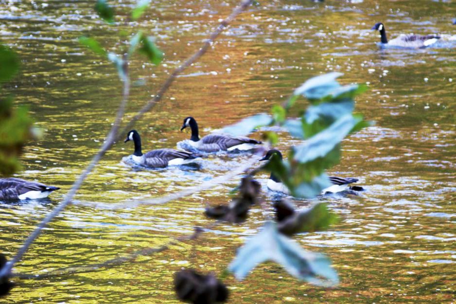Ducks floating in the water