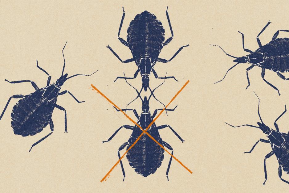 illustration of ’kissing bugs‘ on a tan backdrop where two bugs are crossed out with an orange ’X‘