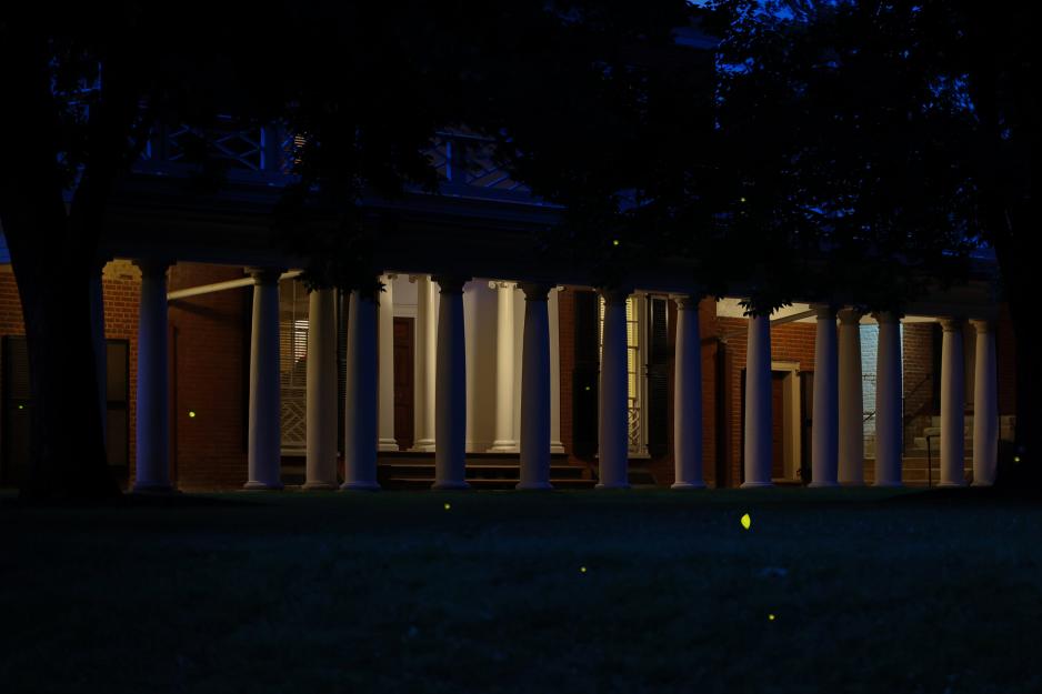 Fireflies on the Lawn
