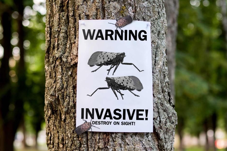 Portrait of a flyer pasted on a tree features a picture of a lanternfly with the text, 'Warning: Invasive! Destroy on sight.' A real lanternfly is sitting on the flyer.