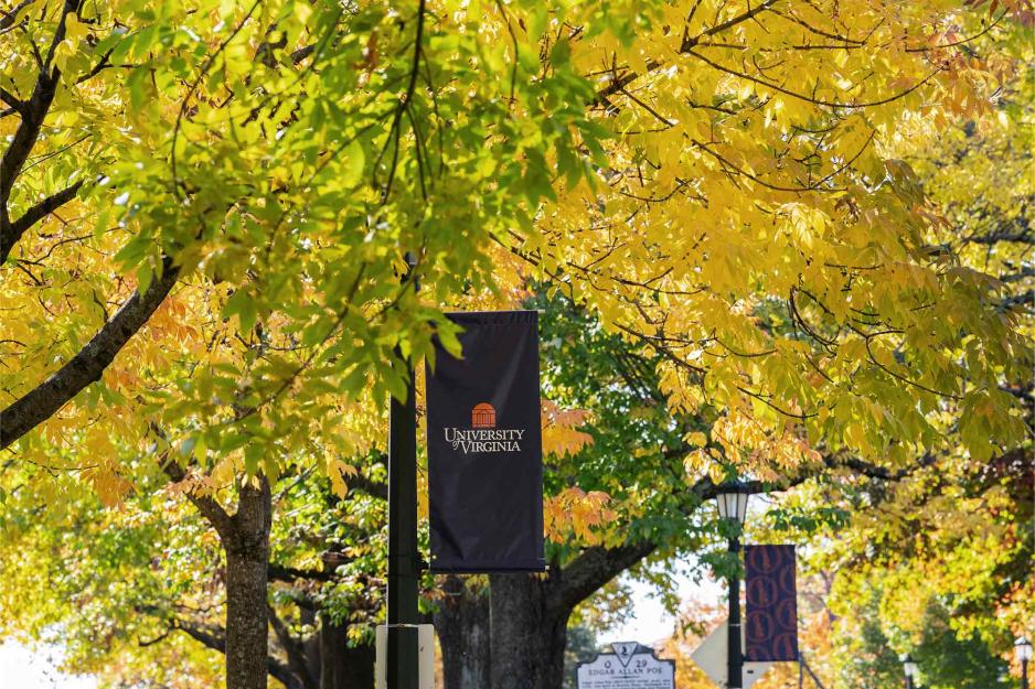 Yellow leaves on trees on grounds over a sidewalk