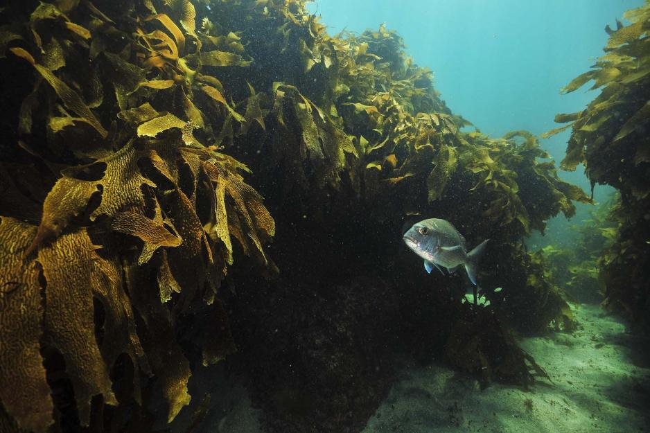Coral reef with a fish
