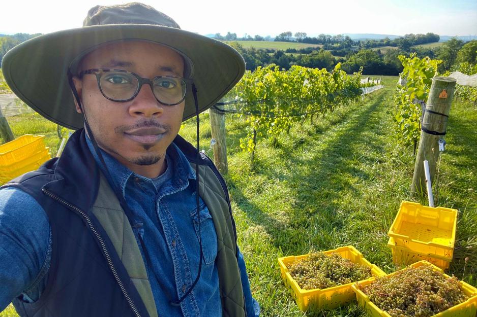 A man in a vest and a floppy hat stands in field of grapevines, next to yellow crates filled with grapes