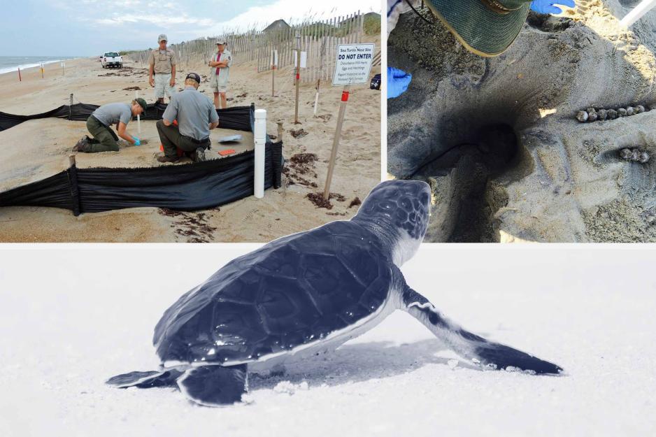 Collage of baby turtles and where they hatch.