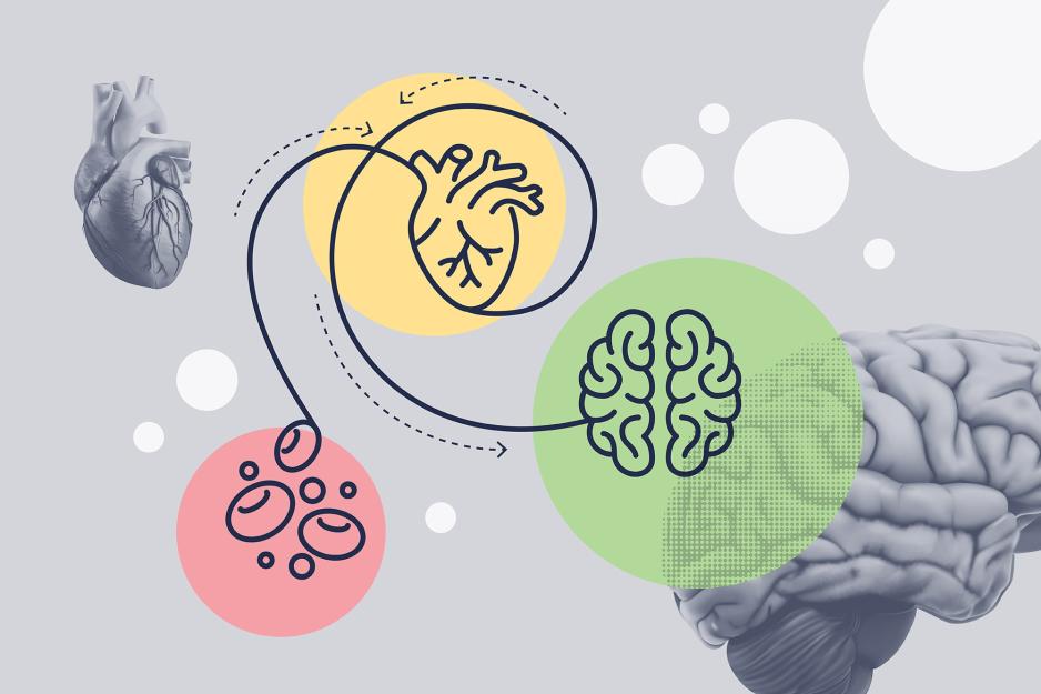 Illustration of a Human Brain and Heart