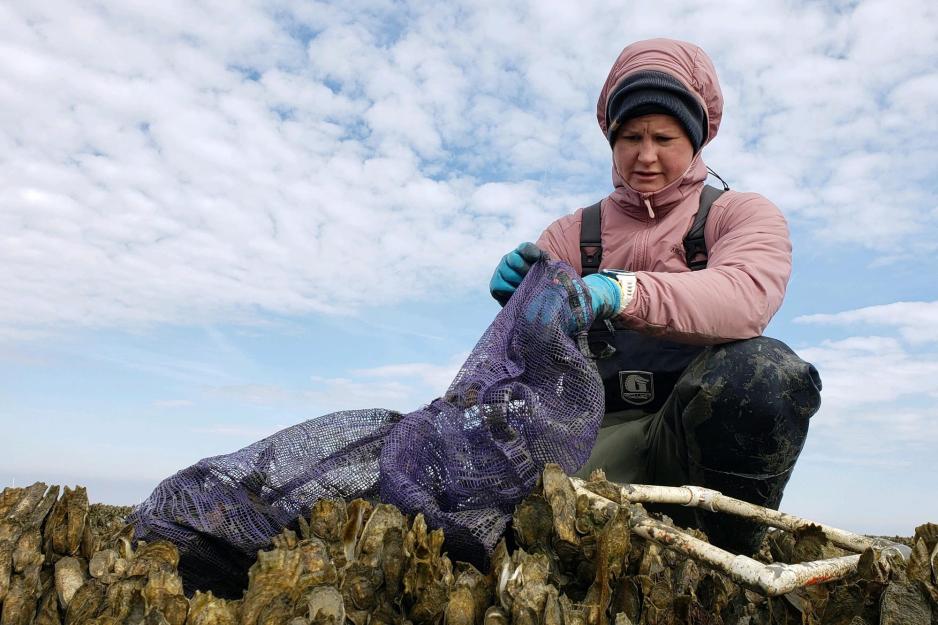 A woman in overalls and gloves holds a large bag and squats over hundreds of oysters.