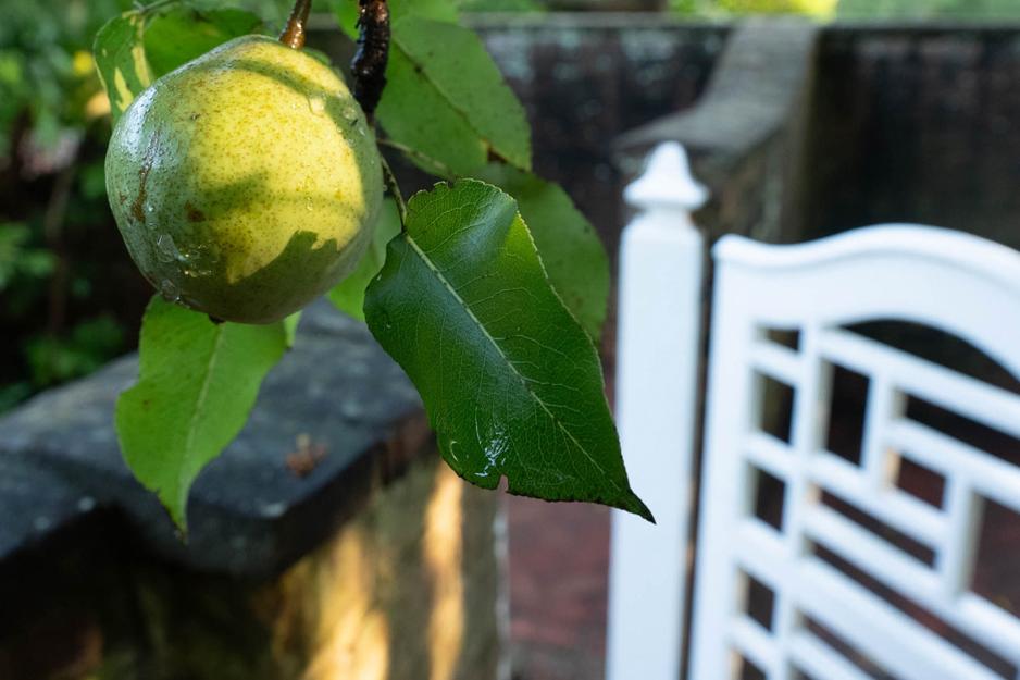 Close up of a fruit tree in one of the UVA Gardens.