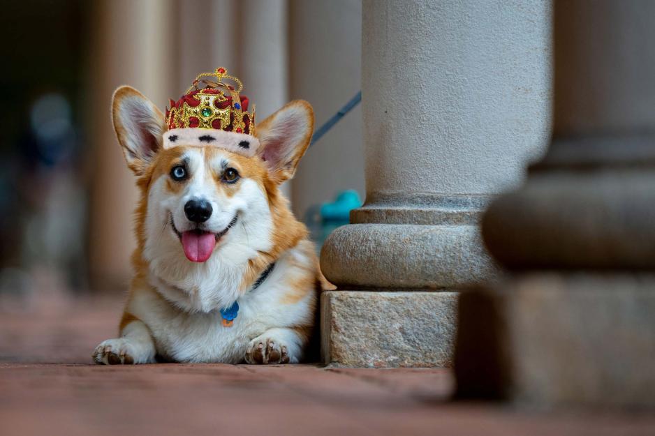 A corgi wearing a crown lays down beneath a column