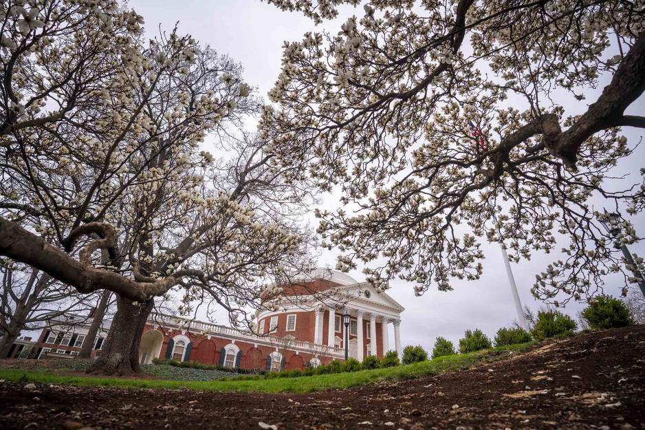 looking at the Rotunda from down the hill with blooming gingko trees
