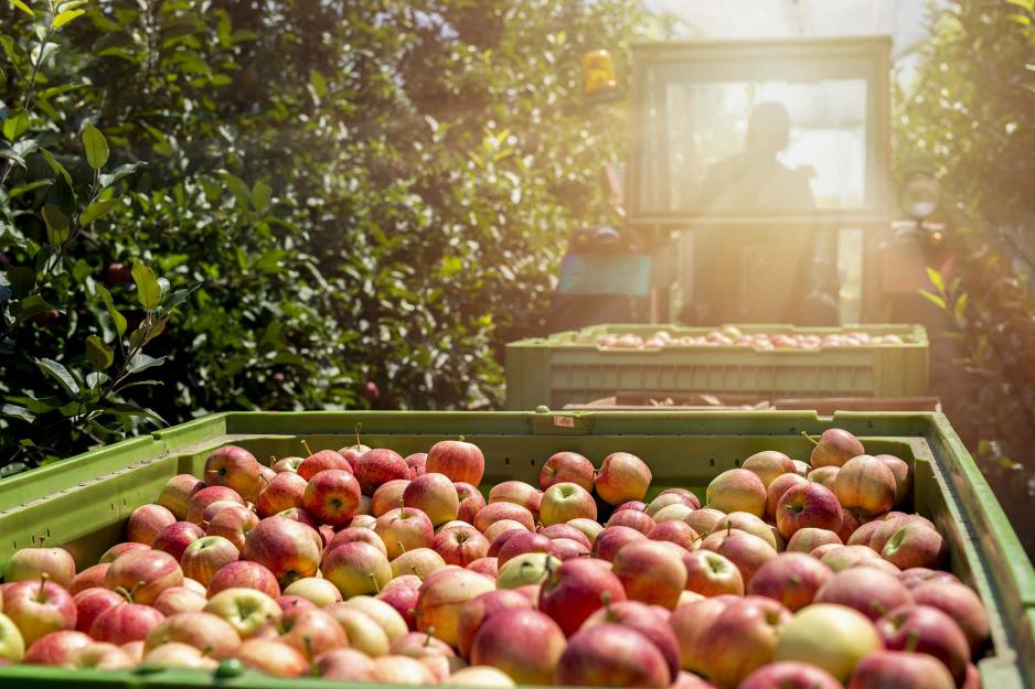 Picked Apples in a bin while the sun shines on them