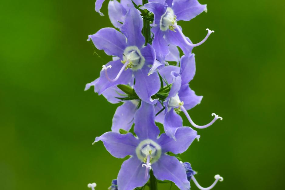 Light purple American bellflower against a green background