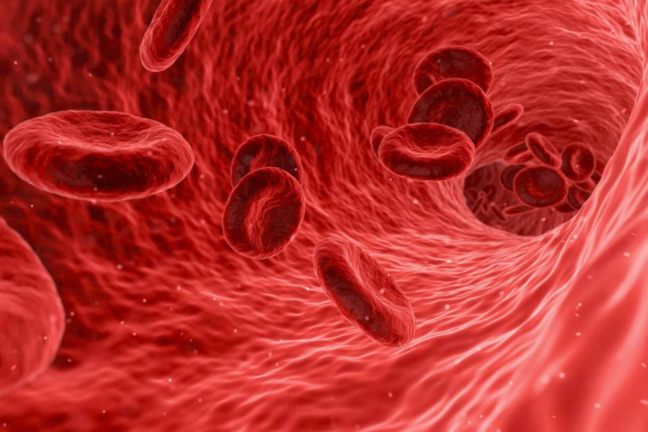 Red blood cells in a bloodstream