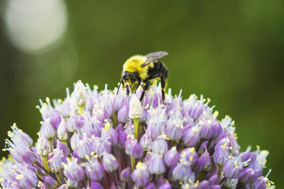 Bumble bee sitting on a purple and white flower