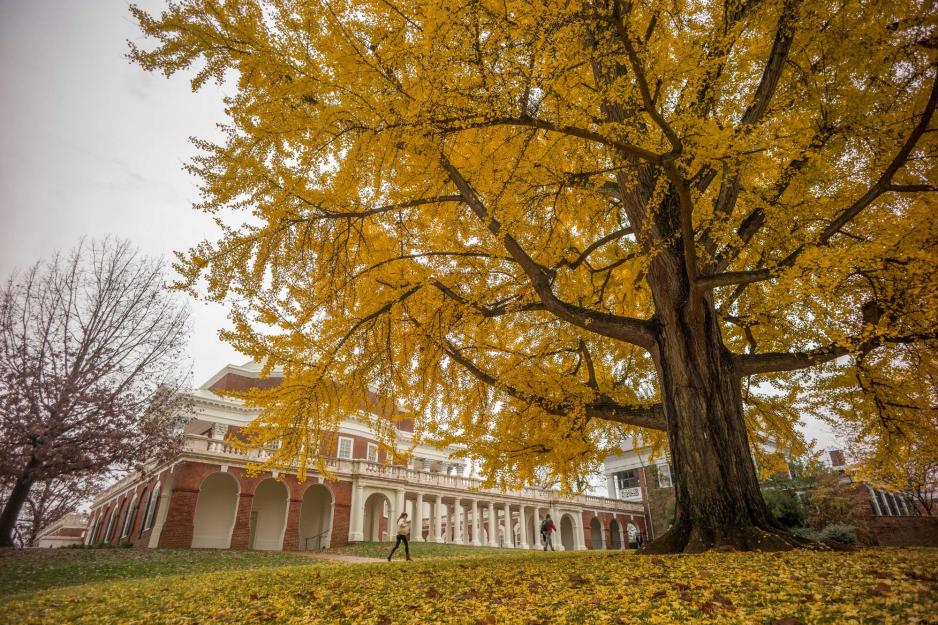 Huge tree with all of its leaves bright yellow and some have fallen on the ground