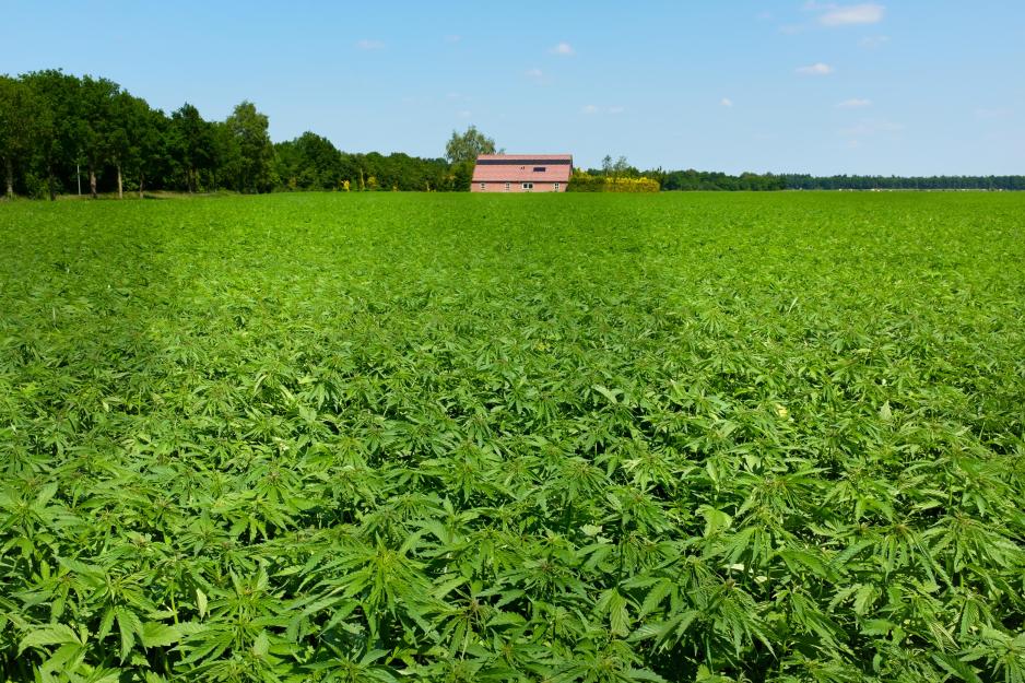 Hemp field in Appalachia Virginia