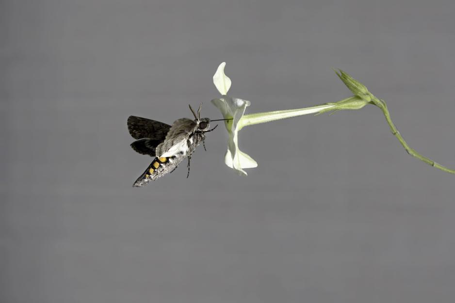 A tobacco hawkmoth drinking nectar from a tobacco flower