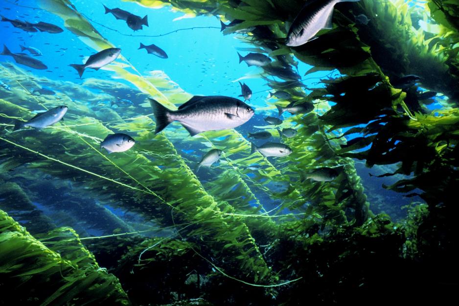 Fish swimming in the ocean with diverse other sea life