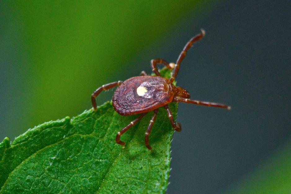 lone star tick on a plant leaf