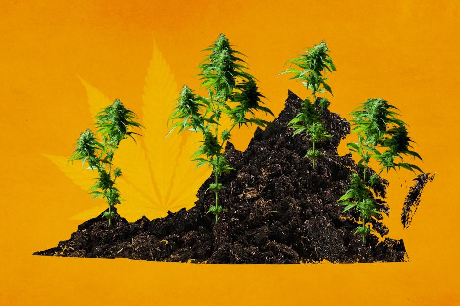 Orange background with dirt in the shape of Virginia and Marijuana growing out of it