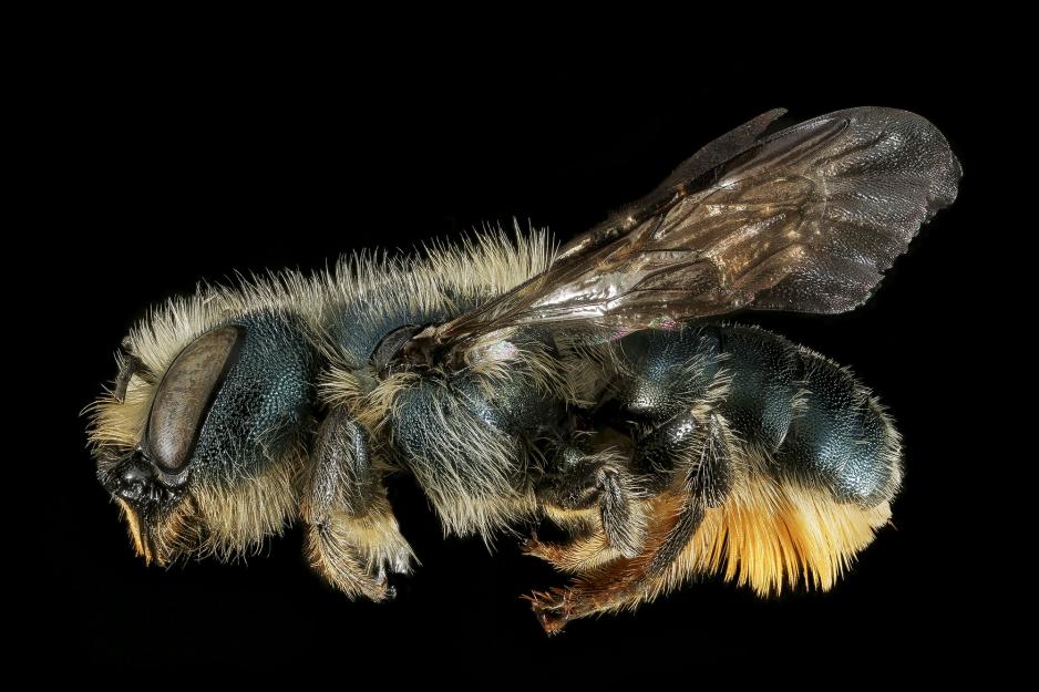 up close view of Mason Bee