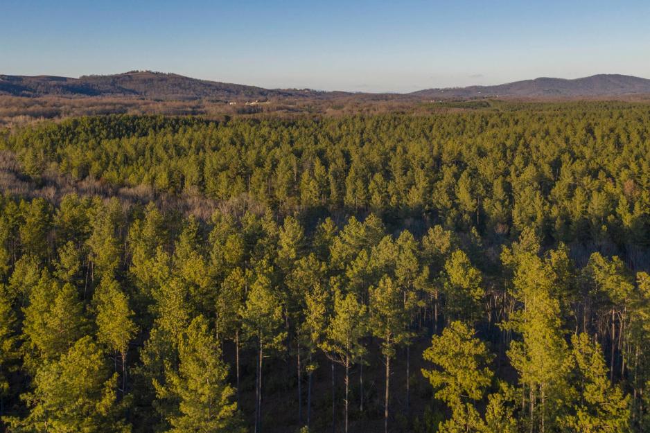 Arial view of the trees