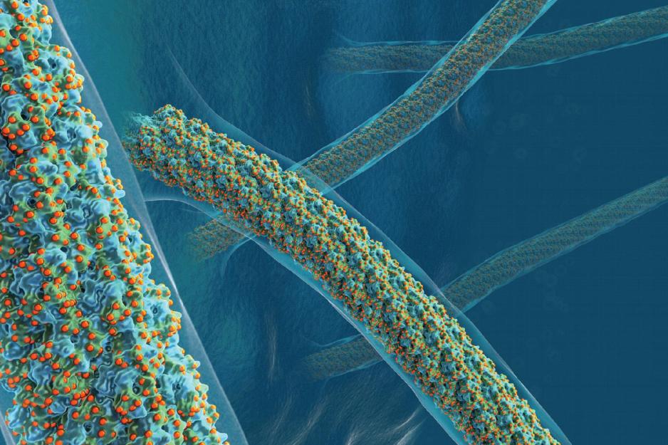 Sugar coats the surface of tiny appendages called pili in the single-celled organisms 