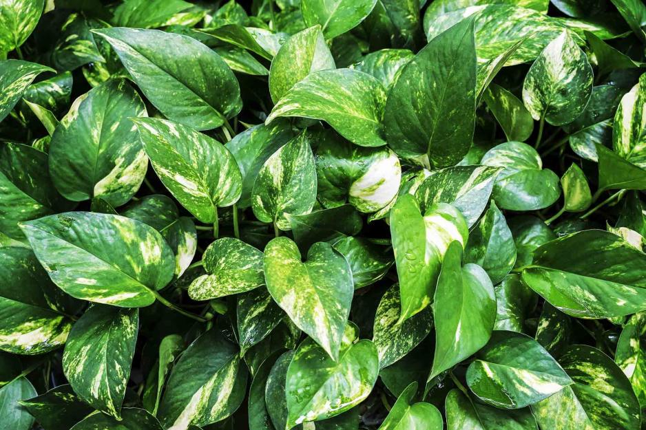 green plants growing